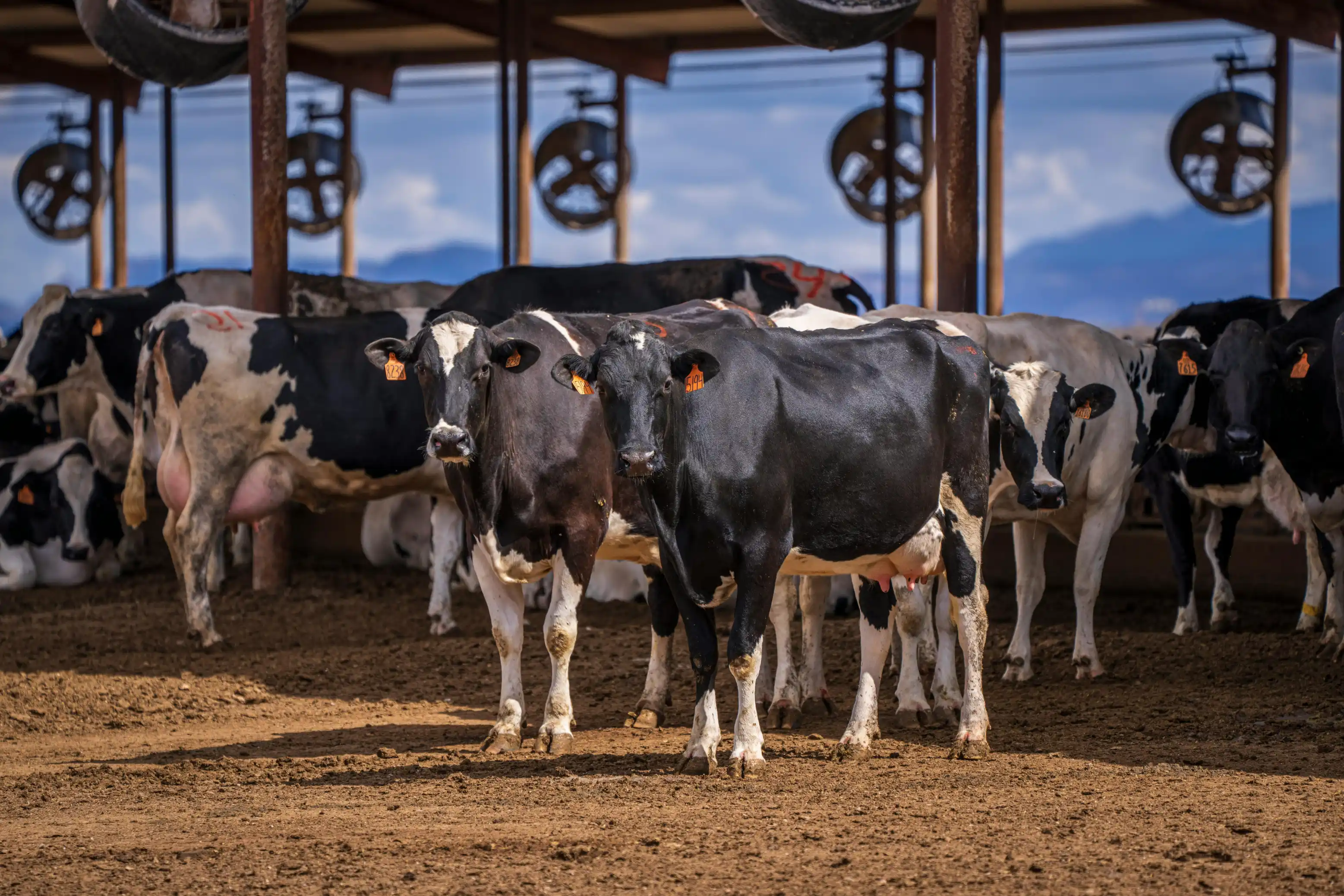 Livestock auction services in Kenya